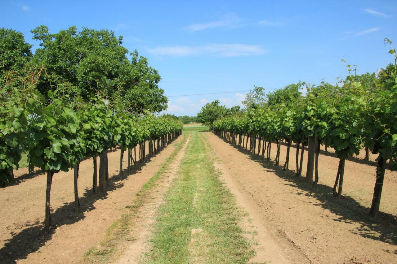Szolohegyi Haziko - Cottage In The Vineyard Балатонсемеш Экстерьер фото